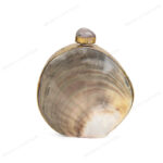 Front view of Mini Iridescent Double-Sided Round Black-Lip Oyster Seashell Bag with Gold Frame