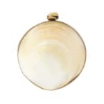 Mini Iridescent Double-Sided Round Gold-Lip Oyster Sea Shell Handbag with Gold Frame